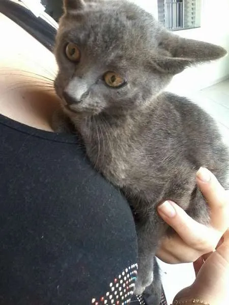 Gato ra a SRD idade 2 a 6 meses nome Não possui