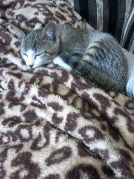 Gato ra a SRD idade 2 a 6 meses nome Não possui