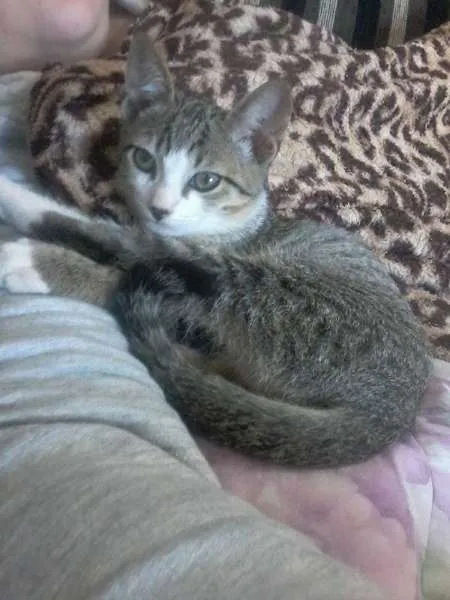 Gato ra a SRD idade 2 a 6 meses nome Não possui