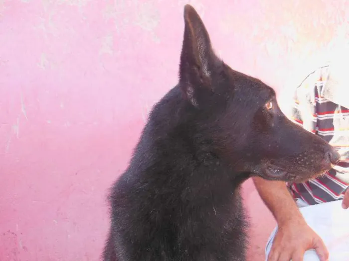 Cachorro ra a Pastor Alemão idade 3 anos nome Pantro