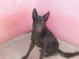 Pantro