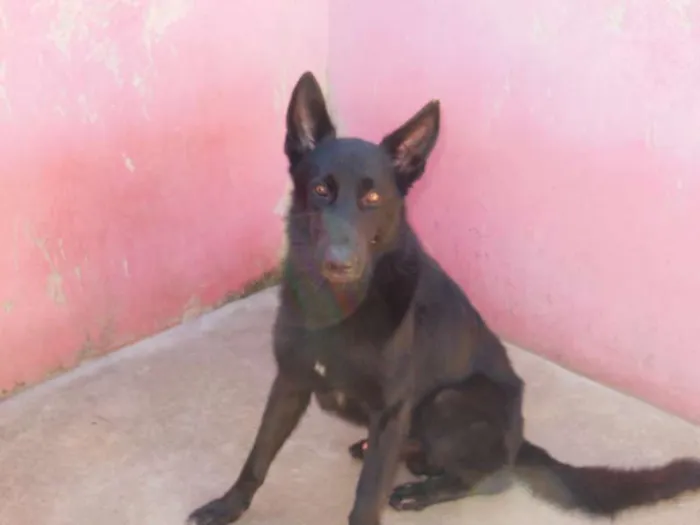 Cachorro ra a Pastor Alemão idade 3 anos nome Pantro