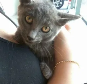Gato raça SRD idade 2 a 6 meses nome Não possui