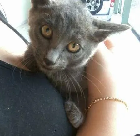 Gato ra a SRD idade 2 a 6 meses nome Não possui