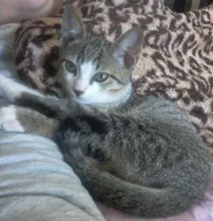 Gato raça SRD idade 2 a 6 meses nome Não possui
