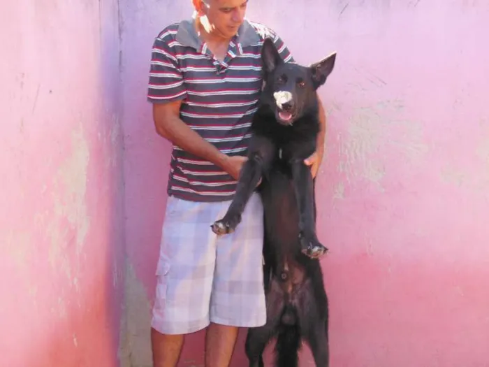 Cachorro ra a Pastor Alemão idade 3 anos nome Pantro