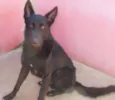 Pantro