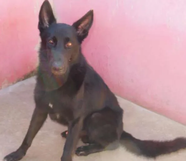 Cachorro ra a Pastor Alemão idade 3 anos nome Pantro