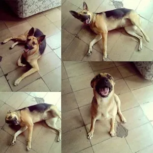 Cachorro raça mestiço de pastor alemão idade 3 anos nome melissa