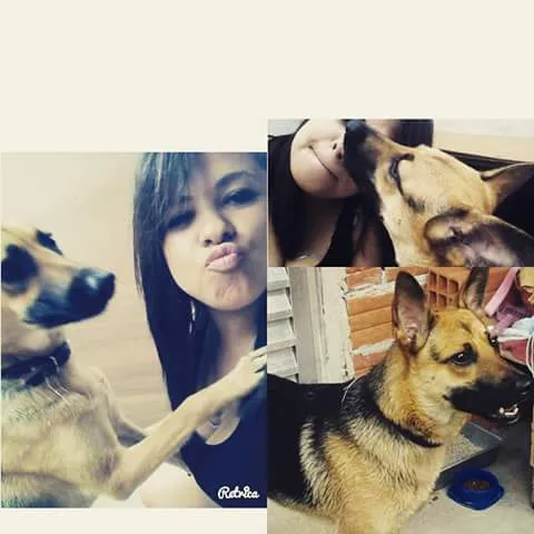 Cachorro ra a mestiço de pastor alemão idade 3 anos nome melissa