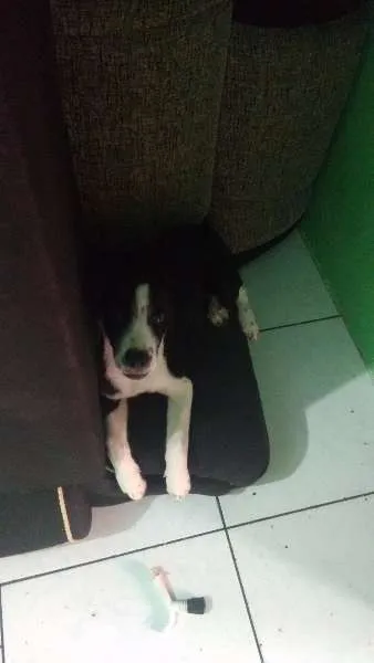Cachorro raça não definida idade 2 a 6 meses nome Nina spaik