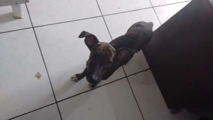 Cachorro raça não definida idade 2 a 6 meses nome Nina spaik