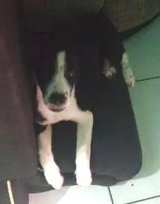 Cachorro raça não definida idade 2 a 6 meses nome Nina spaik