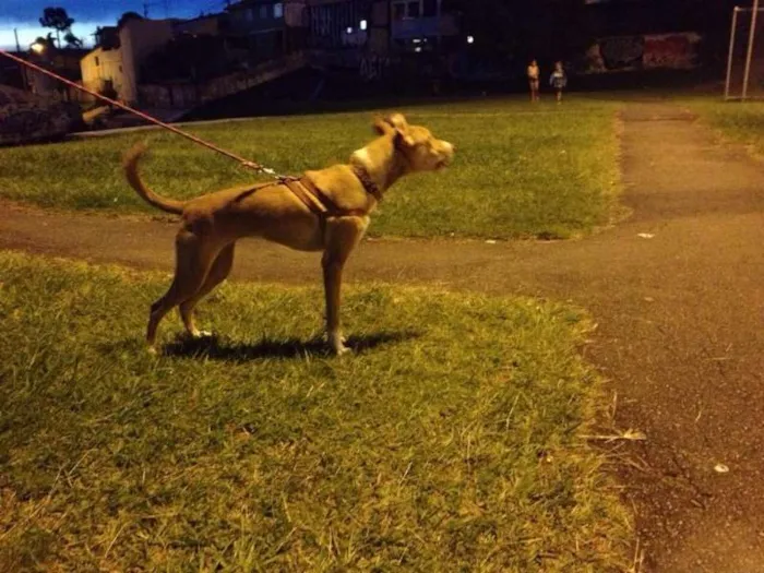Cachorro ra a SRd idade 7 a 11 meses nome Valentina