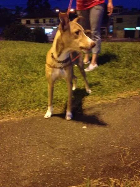 Cachorro ra a SRd idade 7 a 11 meses nome Valentina