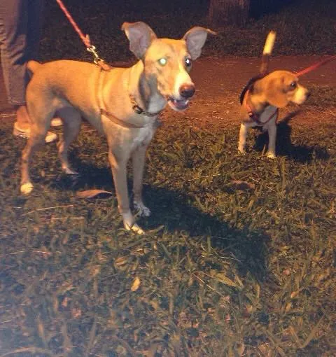 Cachorro ra a SRd idade 7 a 11 meses nome Valentina