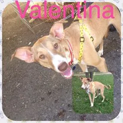 Cachorro ra a SRd idade 7 a 11 meses nome Valentina