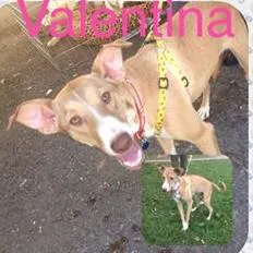 Cachorro raça SRd idade 7 a 11 meses nome Valentina