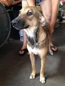 Cachorro ra a SRD idade 7 a 11 meses nome Soninha