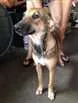 Cachorro raça SRD idade 7 a 11 meses nome Soninha