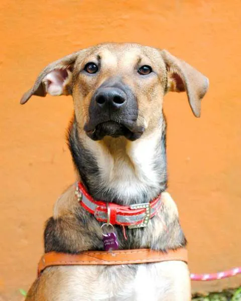 Cachorro ra a SRD idade 7 a 11 meses nome Soninha