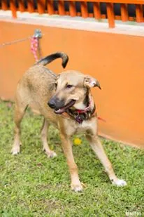 Cachorro ra a SRD idade 7 a 11 meses nome Soninha