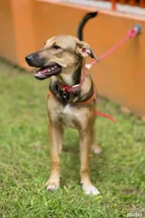 Cachorro ra a SRD idade 7 a 11 meses nome Soninha