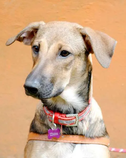 Cachorro ra a SRD idade 7 a 11 meses nome Soninha