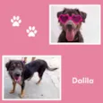 Dalila