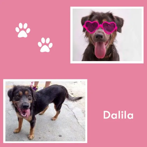 Cachorro ra a SRD idade 2 anos nome Dalila