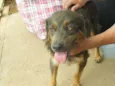 Dalila