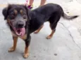 Dalila