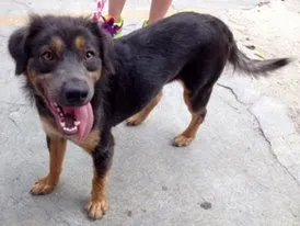 Cachorro ra a SRD idade 2 anos nome Dalila