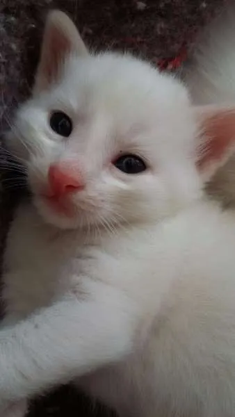 Gato raça  idade Abaixo de 2 meses nome Não tem