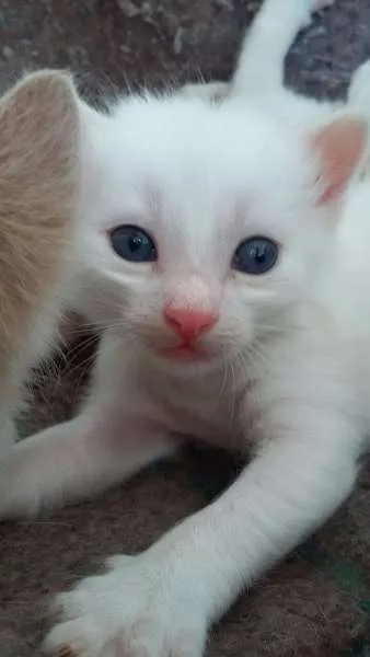 Gato raça  idade Abaixo de 2 meses nome Não tem