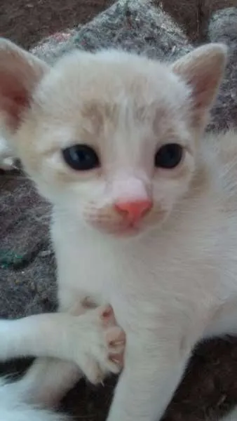 Gato raça  idade Abaixo de 2 meses nome Não tem