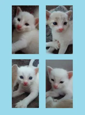 Gato raça  idade Abaixo de 2 meses nome Não tem