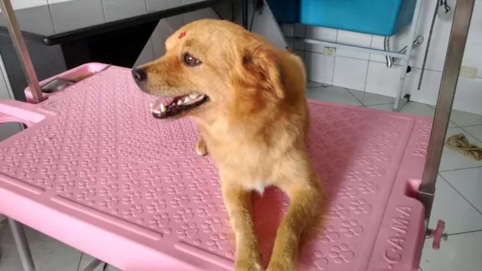 Cachorro ra a SRD idade 2 anos nome Mel