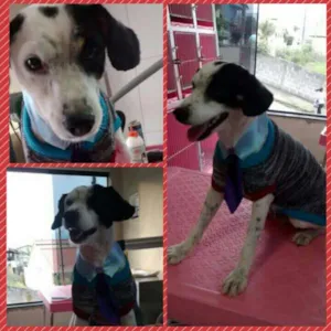 Cachorro raça SRD idade 2 anos nome Negresco