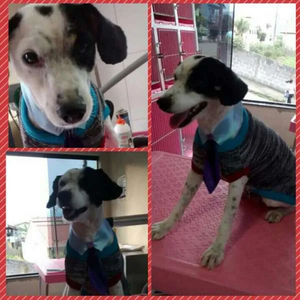 Cachorro ra a SRD idade 2 anos nome Negresco