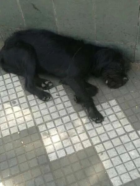 Cachorro ra a SRD idade 2 anos nome Lacta