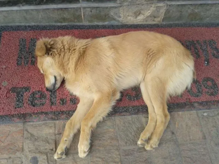Cachorro ra a SRD idade 1 ano nome Quindinha