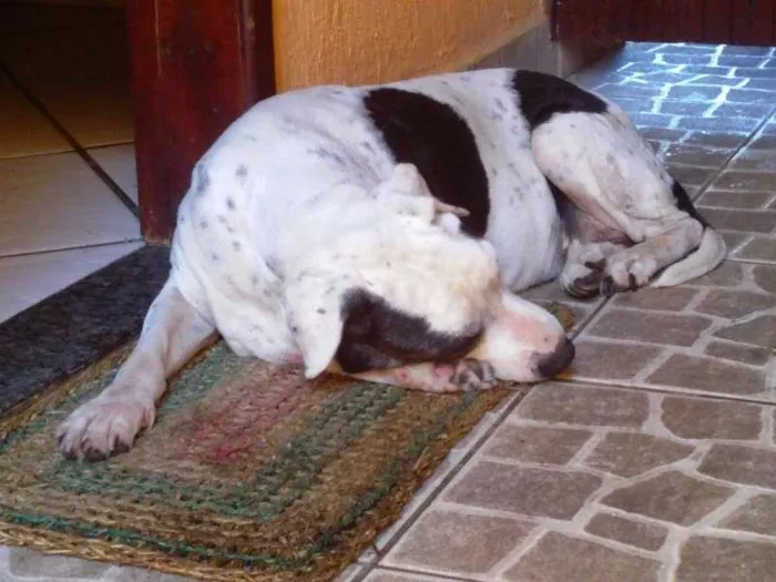 Cachorro ra a SRD idade 6 ou mais anos nome Ivete