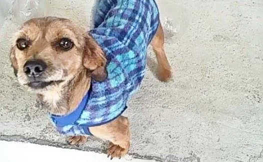 Cachorro ra a vira lata idade 2 anos nome tob