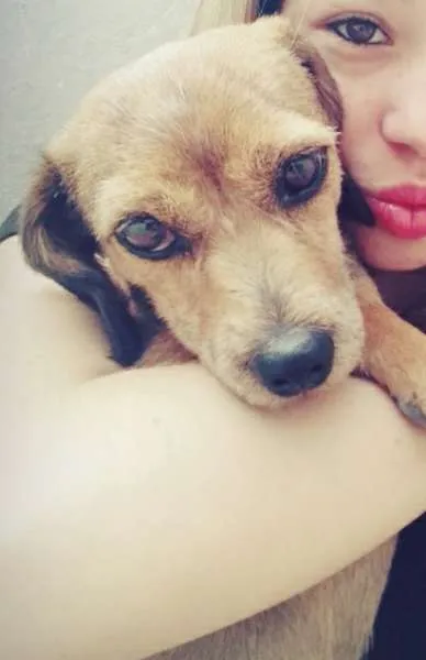 Cachorro ra a vira lata idade 2 anos nome tob