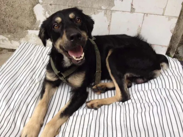 Cachorro ra a SRD idade 1 ano nome Desconhecido