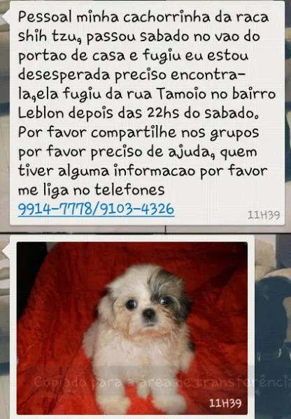 Cachorro ra a thih tzu idade 2 a 6 meses nome Menininha