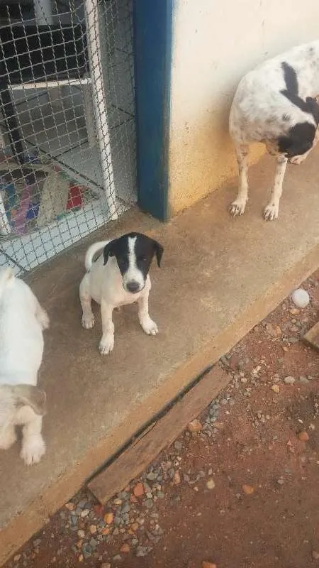 Cachorro raça vira-lata idade 2 a 6 meses nome Não tem nome