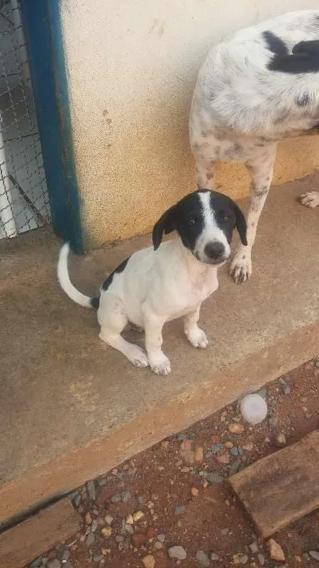 Cachorro raça vira-lata idade 2 a 6 meses nome Não tem nome