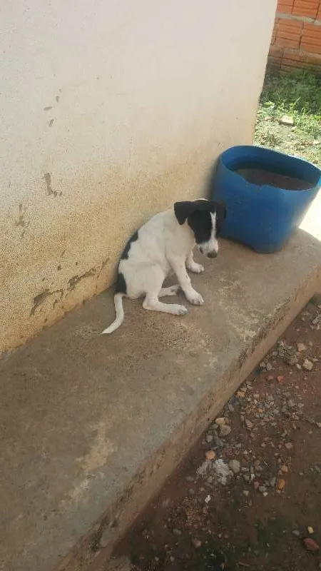 Cachorro raça vira-lata idade 2 a 6 meses nome Não tem nome